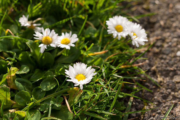春天已近，绿色的草坪上已经开始绽放这种小花，边上一个老外看我趴在地上辛苦，告诉我，这花叫“dan**”，结果回来就忘了，查了半天似乎叫 shasta daisy...